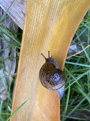 Zachrysia provisoria