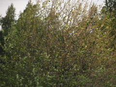 Yponomeuta cagnagella