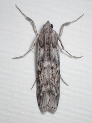 Cactobrosis fernaldialis