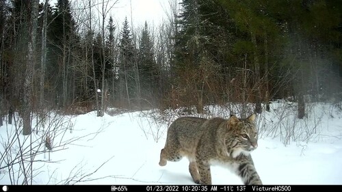 Bobcat photographed in New Hampshire