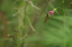 Vehilius stictomenes