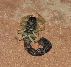 Parabuthus schlechteri