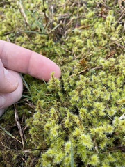 Racomitrium elongatum