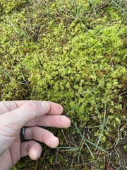 Racomitrium elongatum