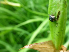 Mononychus punctumalbum