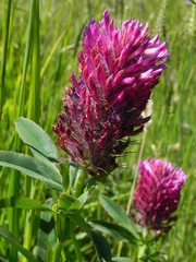 Trifolium rubens