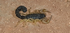 Parabuthus villosus