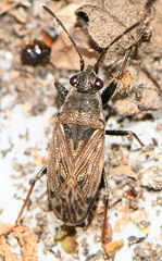 Peritrechus