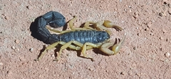 Parabuthus villosus