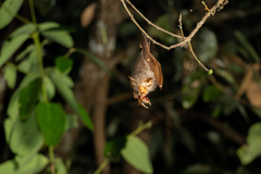 Rhinolophus trifoliatus