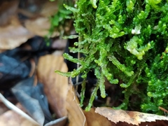 Odontoschisma sphagni