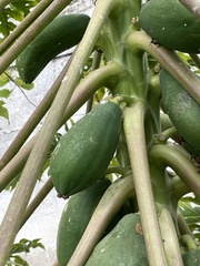 Carica papaya