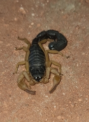Parabuthus villosus