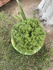 Pilea nummulariifolia