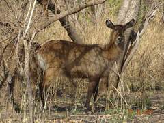 Kobus ellipsiprymnus defassa