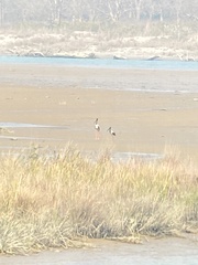 Ephippiorhynchus asiaticus