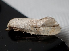 Platphalonidia