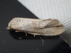 Platphalonidia