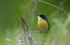 Todirostrum cinereum sclateri