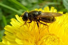 Cheilosia canicularis