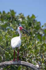 Eudocimus albus