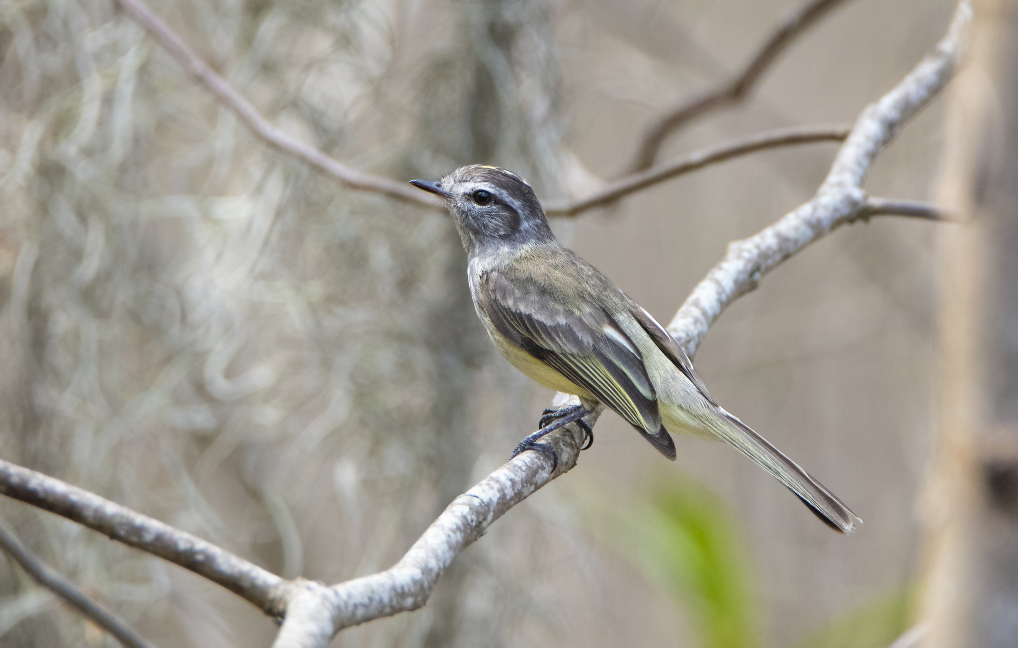 Pacific Elaenia (Myiopagis subplacens), photo 1