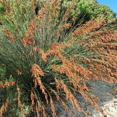 Thamnochortus insignis