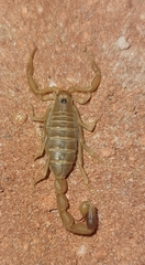 Uroplectes gracilior