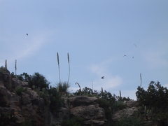 Petrochelidon fulva