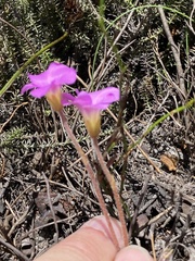 Oxalis truncatula
