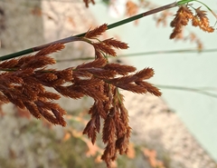 Thamnochortus insignis