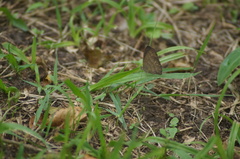 Hermeuptychia canthe