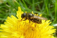 Cheilosia canicularis