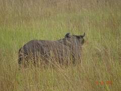 Syncerus caffer brachyceros