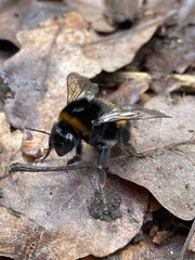 Bombus terrestris audax