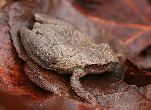 Spring Peeper photographed in Arkansas