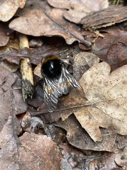 Bombus terrestris audax