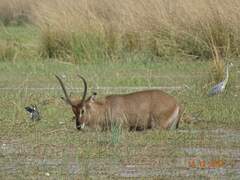 Kobus ellipsiprymnus defassa