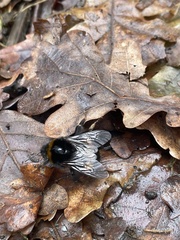 Bombus terrestris audax