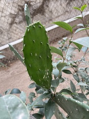 Cactaceae