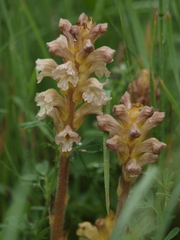 Orobanche lutea