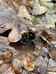 Bombus terrestris audax