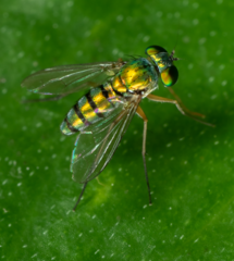 Condylostylus longicornis