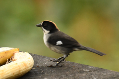 Atlapetes leucopterus