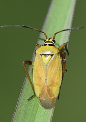Brachycoleus pilicornis