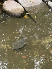 Trachemys