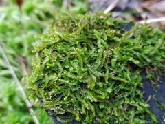 Odontoschisma sphagni