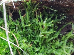 Odontoschisma sphagni