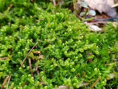 Odontoschisma sphagni