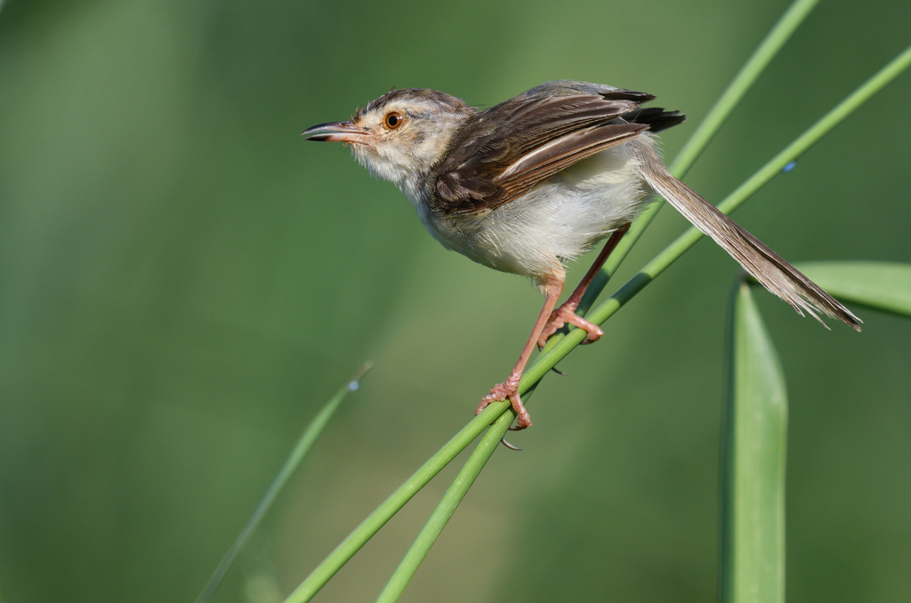 Plain Prinia